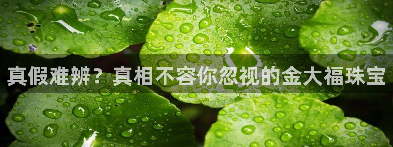 天宏娱乐董事长简历
